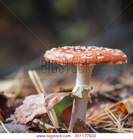 Beautiful but poisonous mushrooms Amanita close-up on bright sunny autumn day amongst fallen leaves. Modern background, wallpaper or banner design with copy space