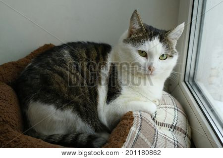 Cat In Catbed Close Up Photo