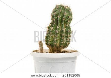 Cactus in a pot isolated on white background isolation