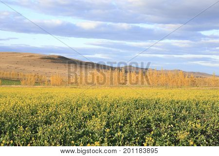 Autumn: golden trees and golden rapeseed flowers in Daxinganling Forest, China