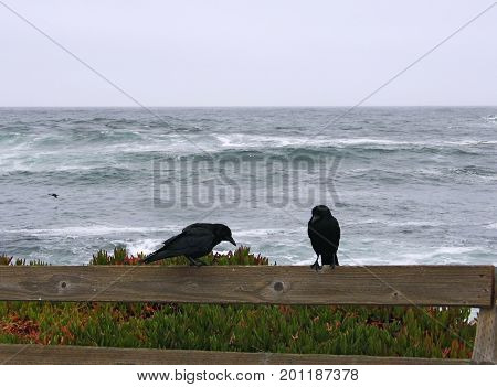 Two crows over a fence on a windy and cloudy day. Dark blue stormy sea on the back. The picture was taken in Monterey California