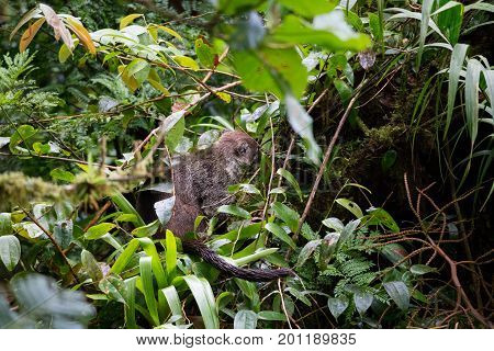Wild white-nosed coati in lush rainforest Monteverde Costa Rica