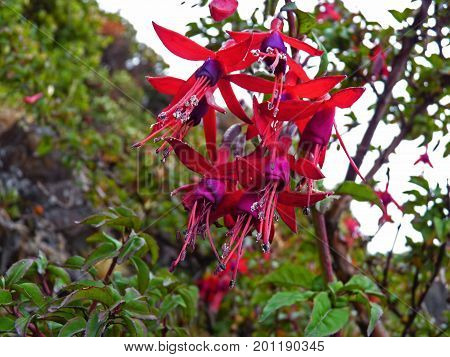 Red and purple Fuchsia Magellanica. Hummingbird Fuchsia or Hardy Fuchsia is a species of flowering plant in the Evening Primrose family native to Patagonia. The picture was taken in Ushuaia Argentina