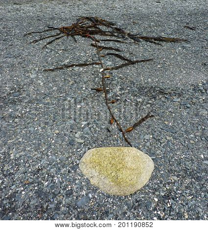 Seaweed laying on a grey stony beach resembling a tree. Macrocystis integrifolia The picture was taken in Ushuaia Argentina