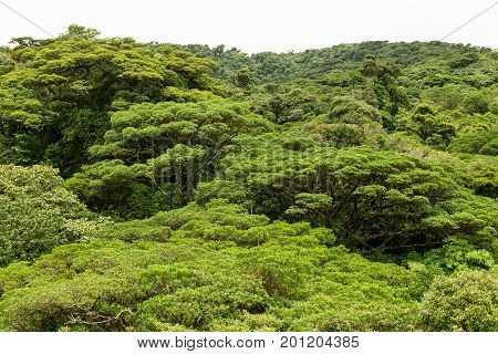 Lush trees rainforest canopy Monteverde Costa Rica