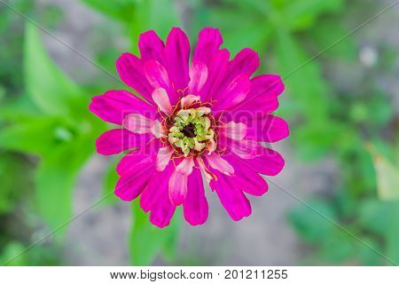 Pink garden flower, tsiniya on a background of green leaves blur, closeup, macro