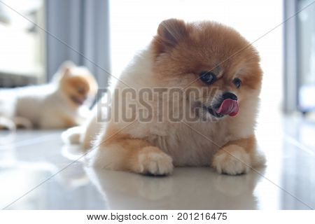 Group Of Pomeranian Dog Cute Pets Family Happy In Home