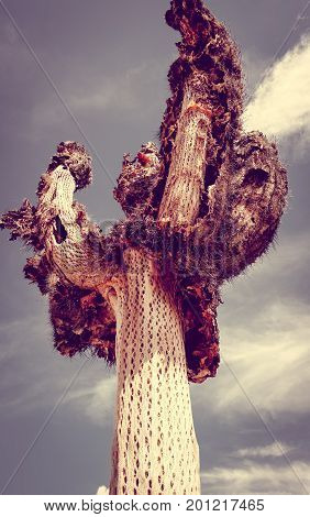 Dry Giant Cactus In The Desert, Argentina
