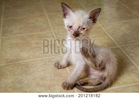 A siamese blend feral kitten tries to scratch an itch. He has lots of eye goop from his congenital herpes infection.