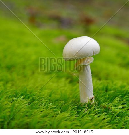 an amanita citrina mushroom in the forest