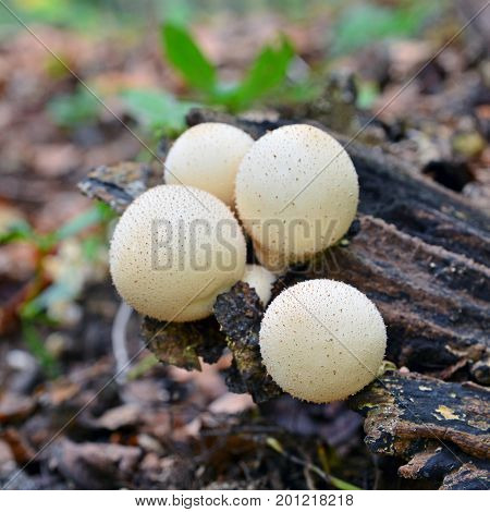 lycoperdon pyriforme mushrooms known as stump puffball in the forest