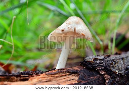 a small pluteus mushroom in the forest