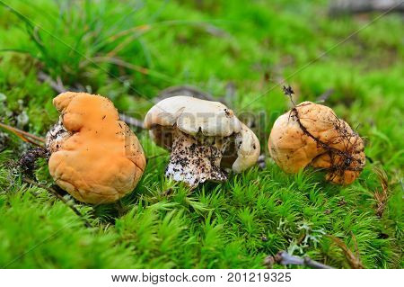 three hydnum repandum mushrooms in the forest