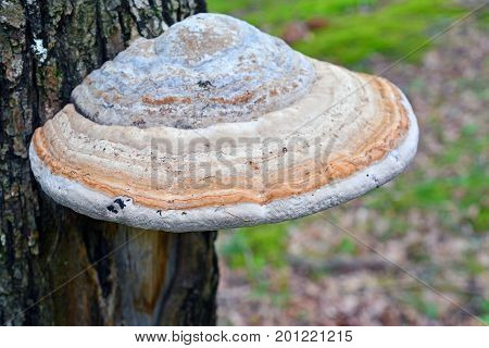 fomes fomentarius tinder mushroom on the trunk of a tree
