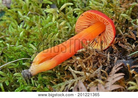 red hygrocybe conica mushroom in the forest