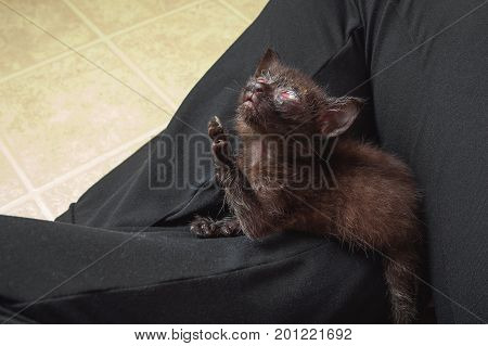 A dark colored feral kitten with a congenital herpes eye infection looks up with one paw extended Heavenward.
