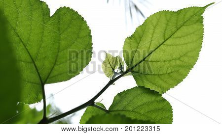 Green Leaf Nature Texture