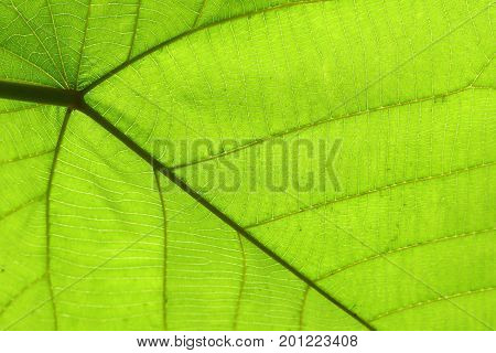Green Cell Structure Texture Of Nature Leaf Background