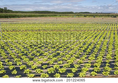 Lettuce field in the plain of the River Esla, in Leon Province, Spain