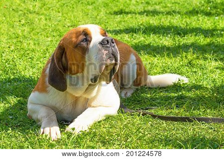 Neapolitana Mastino. Background of green blurry grass. Space under the text. 2018 year of the dog in the eastern calendar. Concept: parodist dogs, dog friend of man, true friends, rescuers.