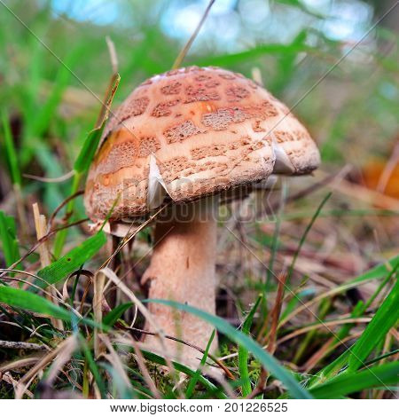 an edible amanita rubescens mushroom in the forest