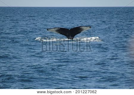 Whale tail - next to Boston city