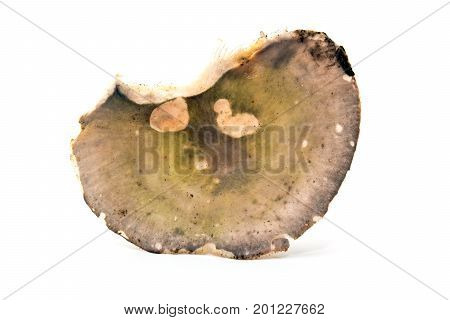 russula cyanoxantha mushroom isolated on white background