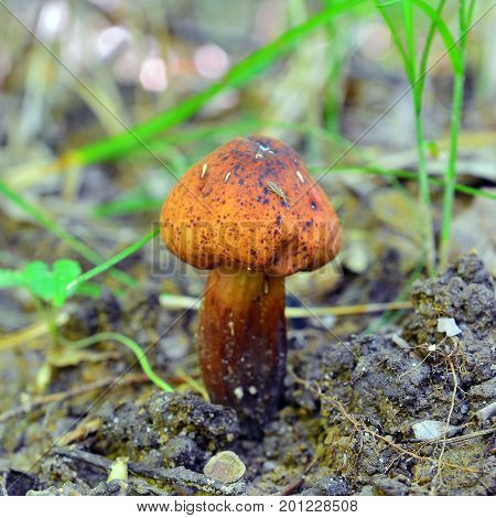 gymnopus (collybia) fusipes mushroom in the woods