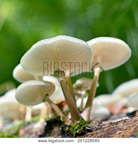 oudemansiella mucida porcelain mushroom on the trunk of a fallen tree