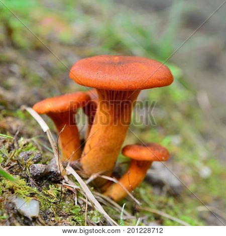 toxic omphalotus olearius mushrooms in the forest