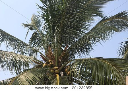 Beautiful tropical  coconut tree in south india