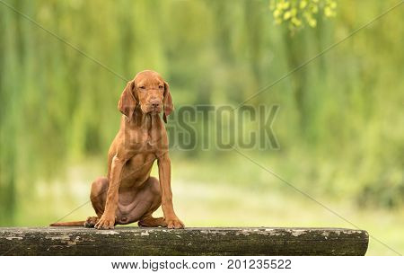 Beautiful Hungarian Vizsla Dog Sitting