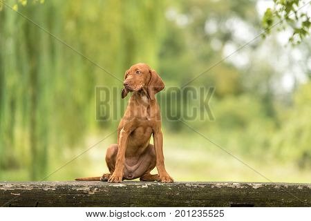 Beautiful Hungarian Vizsla Dog Sitting