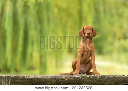 Beautiful Hungarian Vizsla Dog Sitting