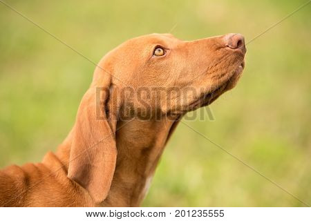 Closeup Portrait Of A Hungarian Vizsla