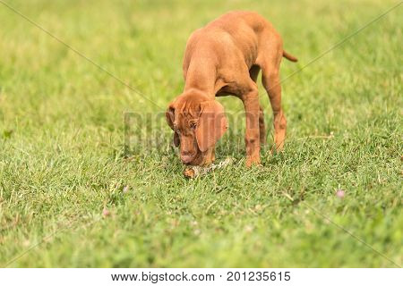 Beautiful Hungarian Vizsla Dog In The Park