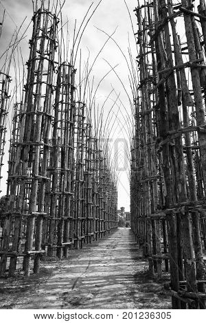 LODI, ITALY - JUNE 24, 2017: The so called vegetal cathedral built near Lodi (Lombardy Italy)