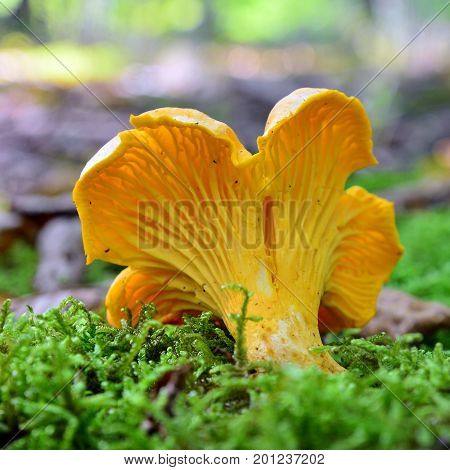 chanterelle cantharellus cibarius mushroom on the ground