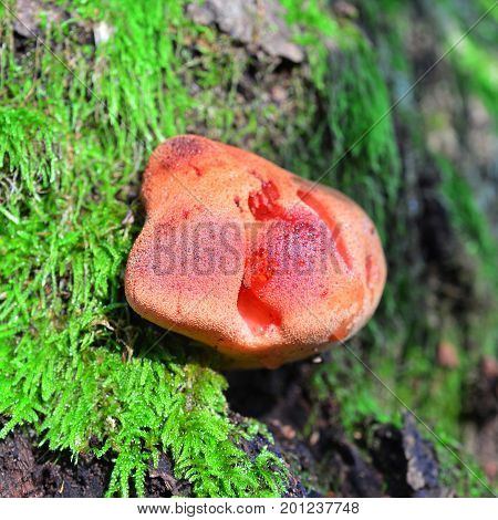 fistulina hepatica mushroom also known as the beefsteak polypore or the ox tongue