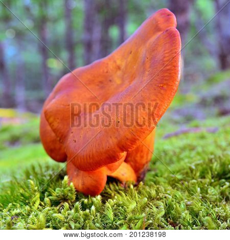 toxic omphalotus olearius mushrooms in the forest