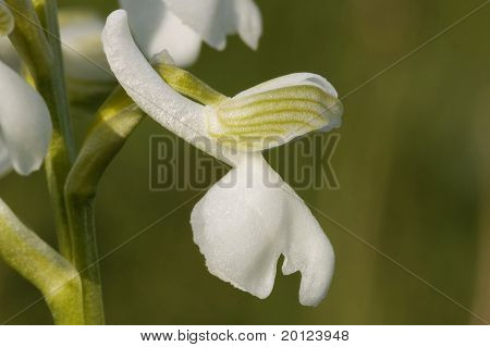 Green-winged orquídea