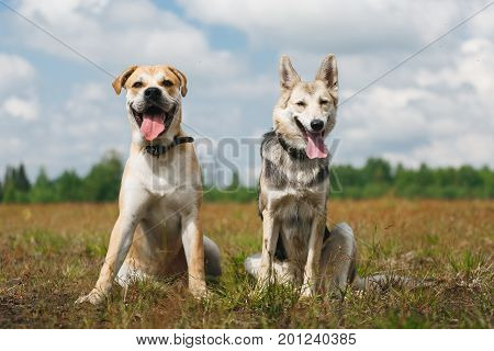 two dogs mongrel and ca de bou are sitting at a corn field, on yellow grass, look at camera, with tongue out, green trees and clouds background, sunny day
