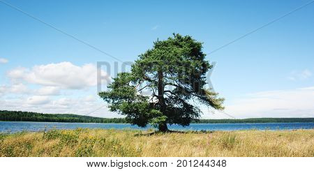 A Lone Pine Tree Stands Along The Lake Shore.