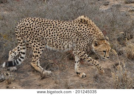Cheetah finishing on his meat, looking for leftovers.