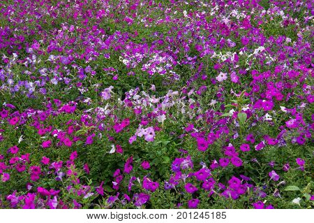 Floral Background. Delicate White With Purple Petals