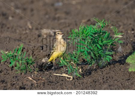 Motacilla flava on grass beautiful bird yellow bird