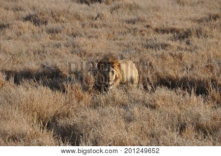 big lion male observing us while slowly approaching