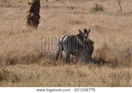Sequence of a lion attack on a grevy zebra, nr. 4.