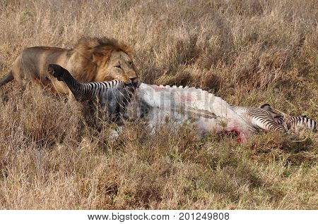 Sequence of a lion attack on a grevy zebra, nr. 8.
