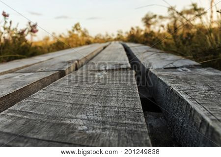 Latvia. beautiful colors in the evening before sunset in the swamp Dunikas